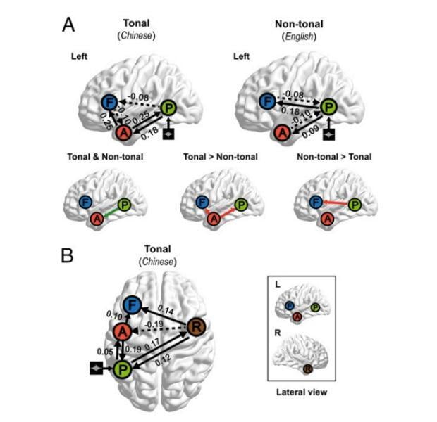 How Can Chinese Affect Your Brain?